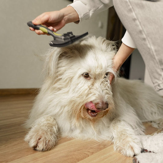 Wie man Hunde pflegt