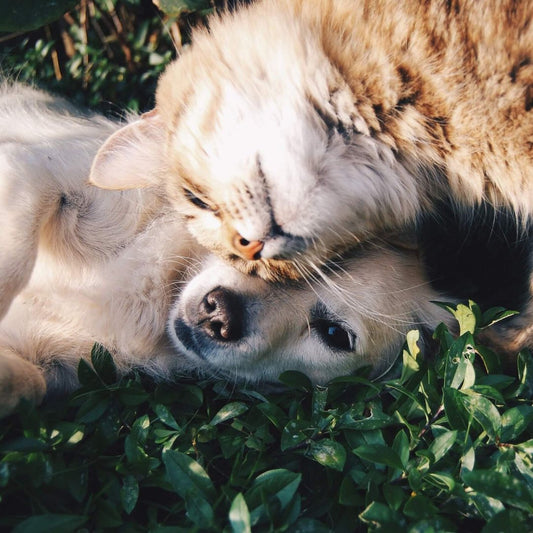 Katze an Hunde heranführen: Was Du wissen solltest