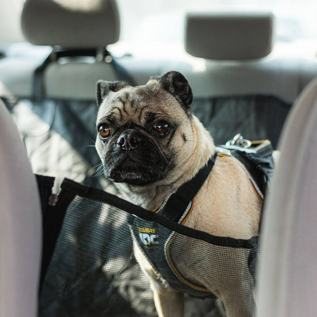MrFluffyFriend – Rutschfester Autositzbezug für Hunde