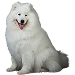 Dog Größe: 2XL