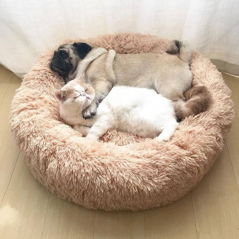 MrFluffyFriend – Das beste Katzenbett zur Linderung von Angstzuständen