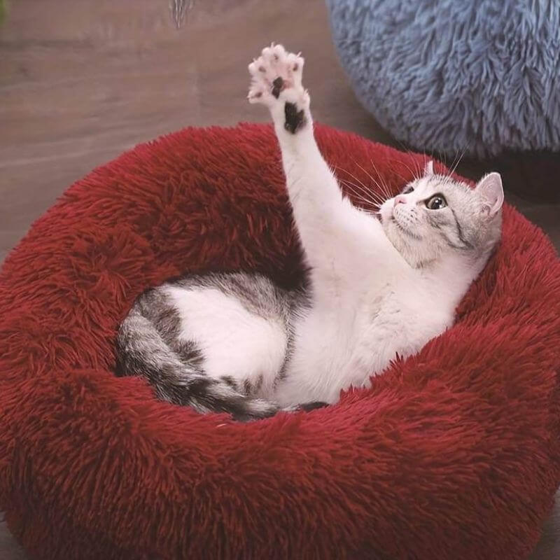 MrFluffyFriend – Das beste therapeutische rote Katzenbett